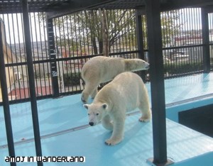 ObihiroZoo_PolarBears