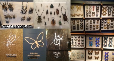 Minimuseum_Insect