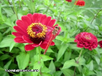 Red_Dragonfly
